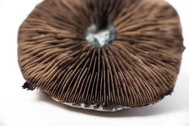 Psilocybe cubensis