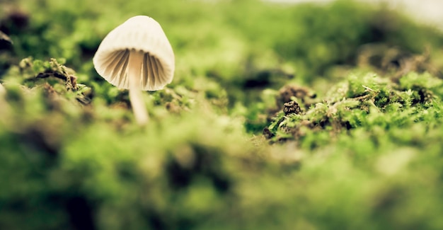 Psilocybe semilanceata entre o musgo verde