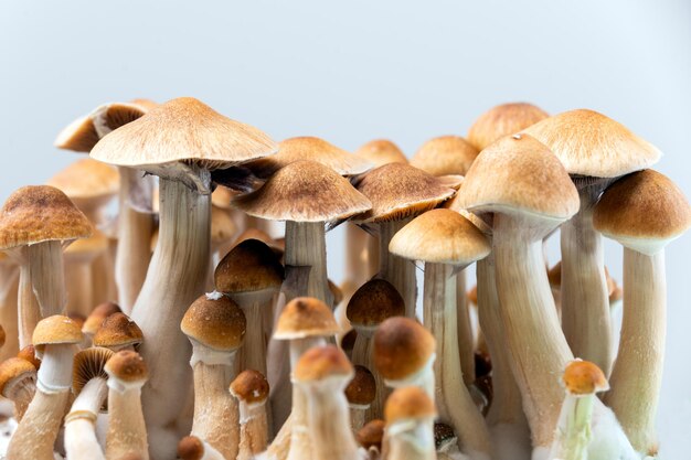 Psilocybin-Pilze