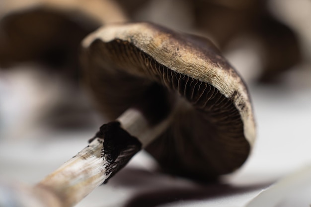 Psychedelischer halluzinogener Psilocybin-Pilz