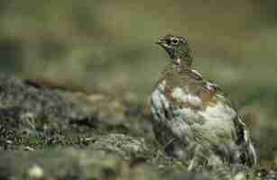 Foto ptarmigan lagopus mutus spitsbergen svalbard ártico noruega