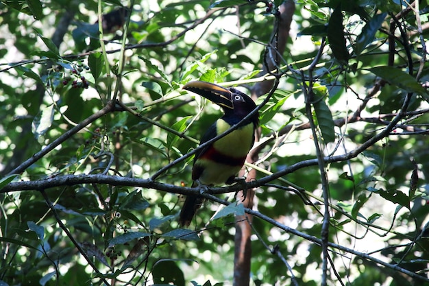 Foto pteroglossus castanotis posando en una rama en el medio de la jungla