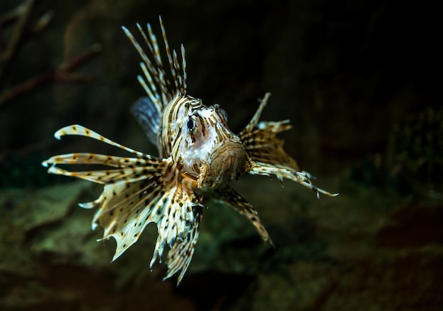 Pterois radiata em um aquário em um fundo escuro