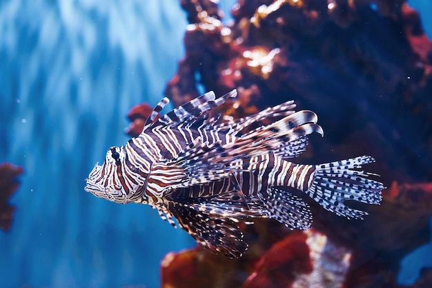 Pterois volitans Unterwasser-Nahaufnahme tropischer Fische Leben im Ozean