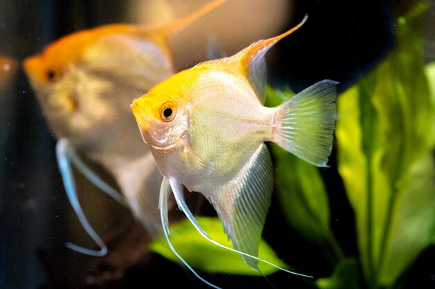 Pterophyllum scalare dourado em água de aquário