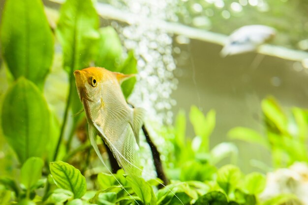 Pterophyllum Scalare em águas de aquário peixe-anjo amarelo