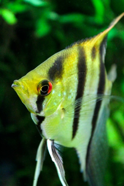 Pterophyllum scalare em um grande aquário closeup