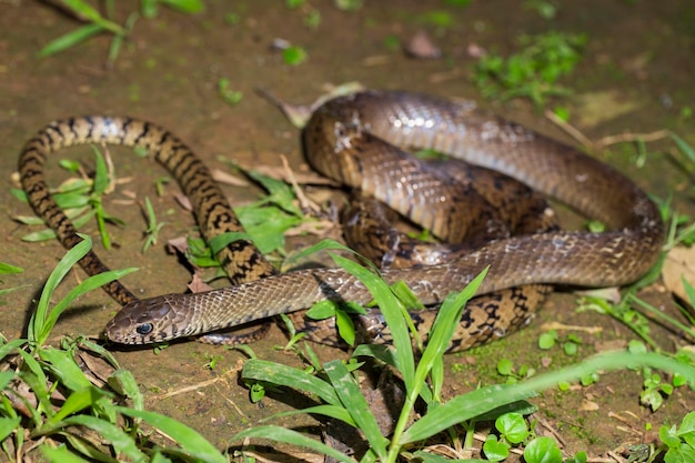 Ptyas mucosa, cobra oriental, cobra de rato indiana na vida selvagem