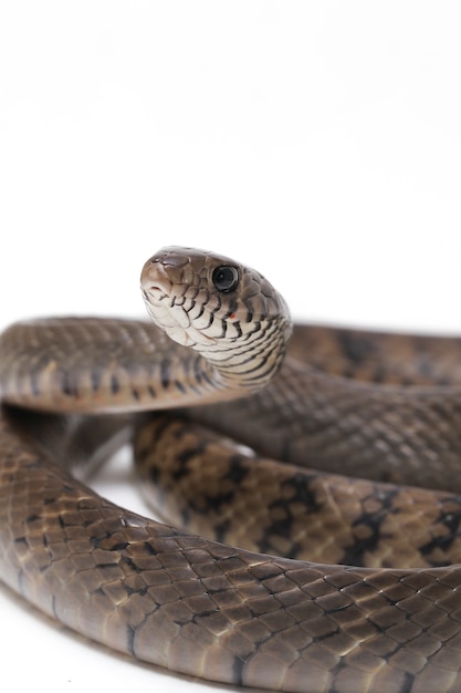 Ptyas mucosa orientalische indische Rattenschlange Isoliert auf Weiß.