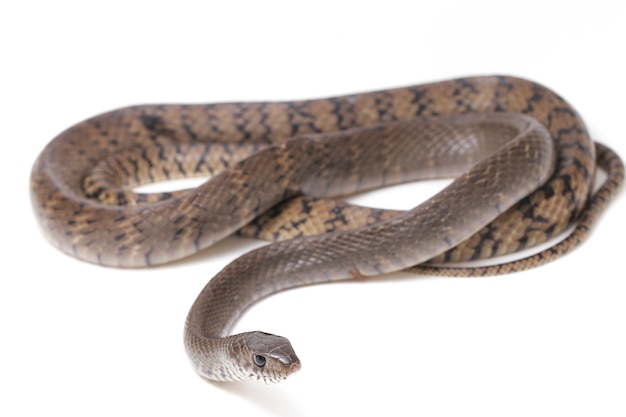 Ptyas mucosa serpiente de rata india oriental aislado en blanco.