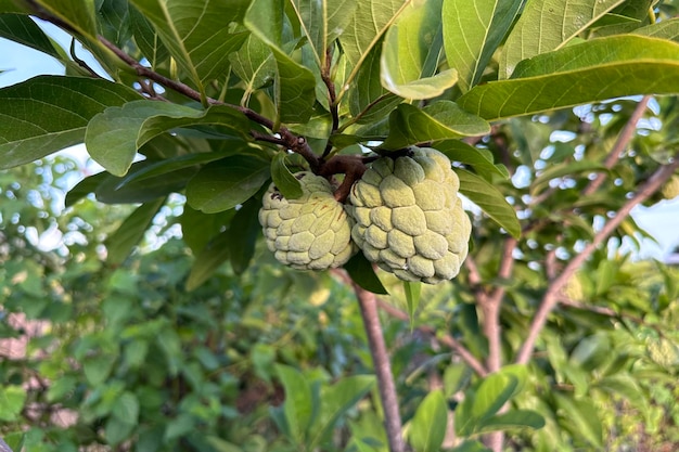 Puddingapfel tropische exotische Frucht Zuckerapfel Annona Sweetsop thailändische oder vietnamesische Frucht wächst weiter