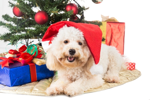 Pudel sitzt neben Geschenken und Weihnachtsbaum vor weißem Hintergrund