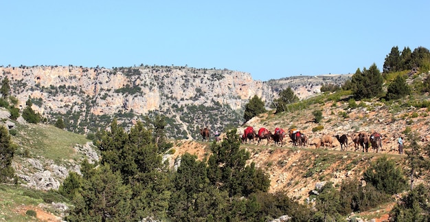 Pueblo nómada con animales.