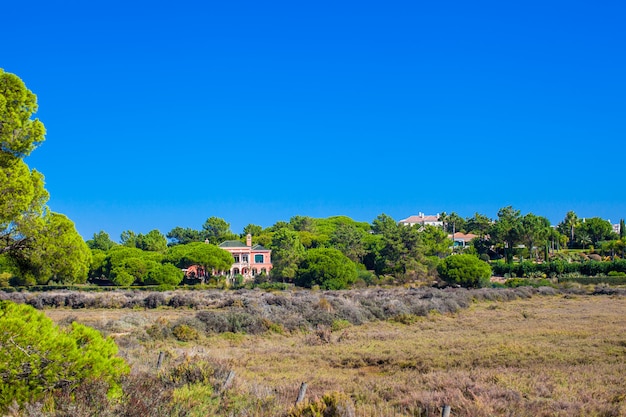 Pueblo de verano con el gran árbol ubicado de lado en el cielo azul