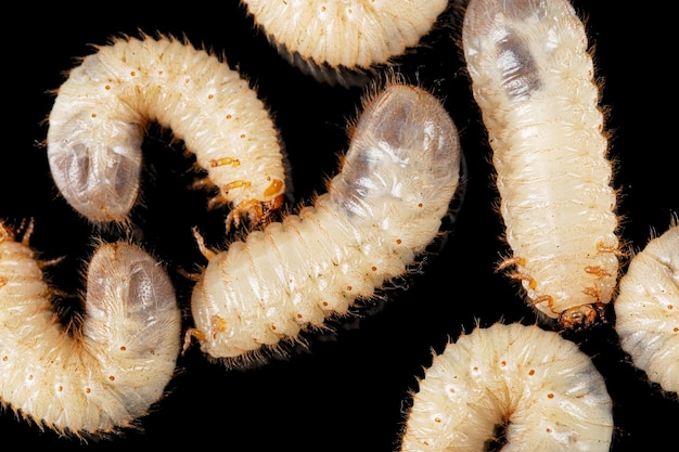 Puede larvas de escarabajo lat Melolontha Phyllophaga aislado sobre fondo negro