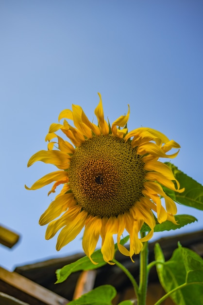 el puente amarillo girasol contra el cielo