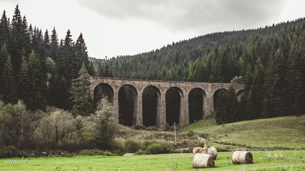 Foto puente de arco en un campo