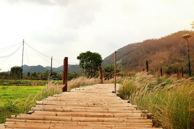 Puente de bambú en la naturaleza