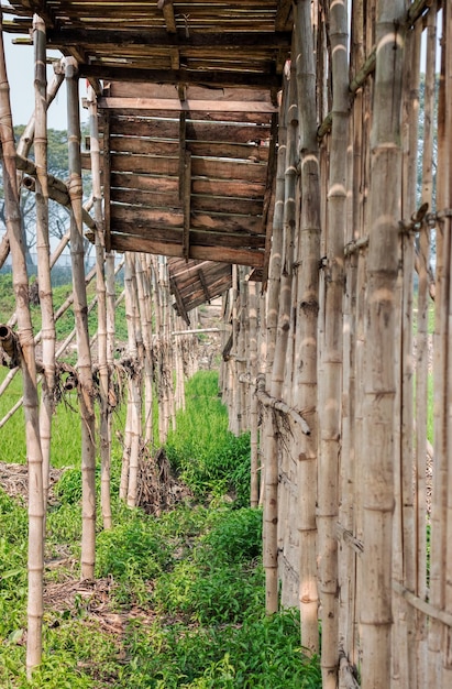 Puente de bambú roto sobre el campo agrícola