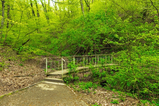 Puente en el bosque de la ciudad de Goryachy Klyuch