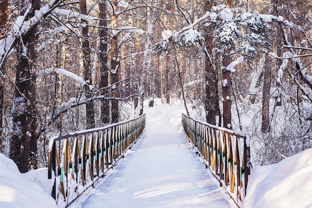 Puente en un bosque de pinos en invierno