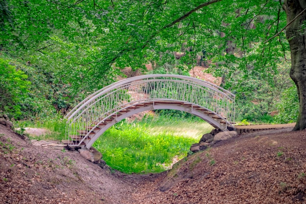 Foto puente en el bosque