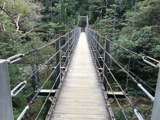 Foto puente en el bosque