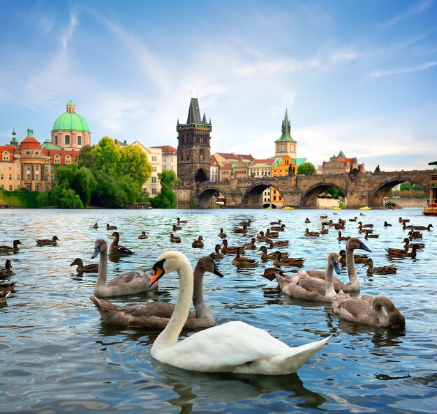 El puente Carlos y los Cisnes