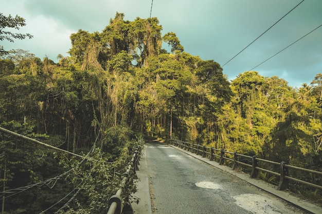 El puente colgante de época que conduce al bosque tropical. Impresionante paisaje asiático. La ruta turística entre densos bosques. El fondo de las plantas trepadoras de lianas. El cielo nublado y lluvioso.