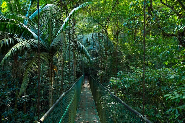 Puente colgante en la selva de Costa Rica