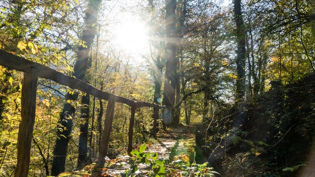 Puente cubierto de musgo y sol en el boj de Sochi, Rusia.