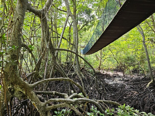 Puente de cuerdas destrozado en el bosque de manglares