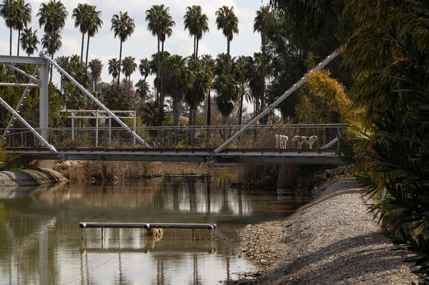 Un puente con dos perros parados en él.