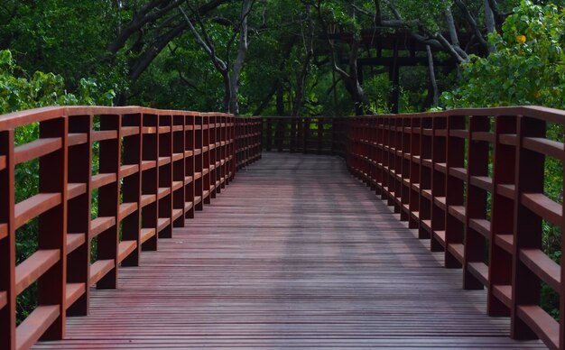 El puente es un puente de madera una pasarela para ver la naturaleza