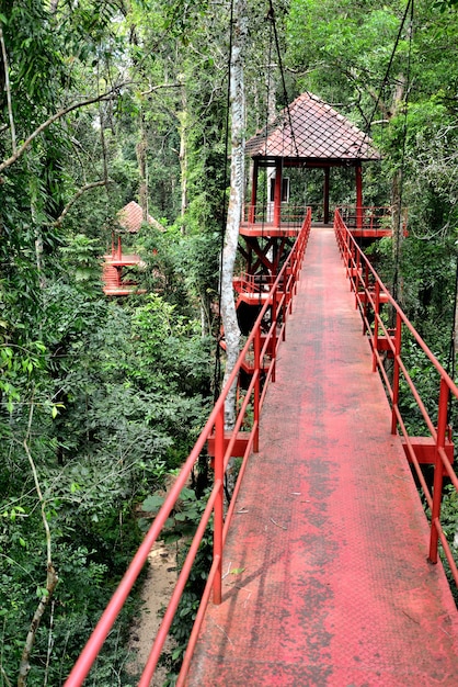 Puente a la jungla