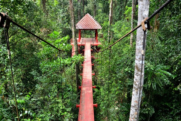 Puente a la jungla