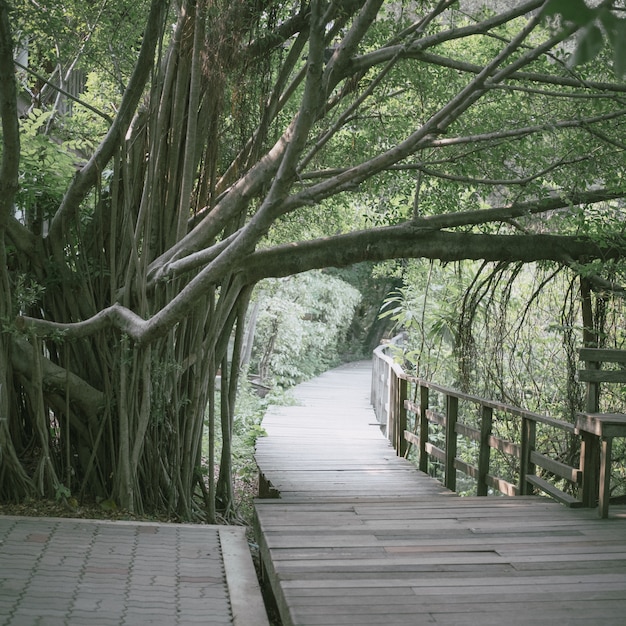 Puente de madera entre árboles