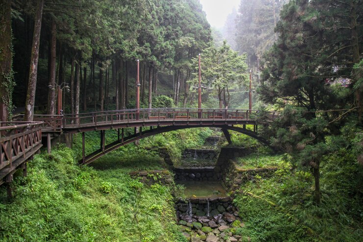 El puente de madera en bosque en alishan, Taiwán