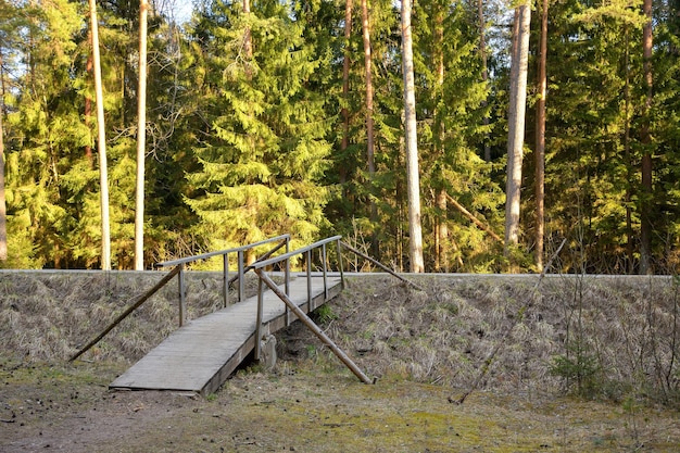 Puente de madera en el bosque de coníferas