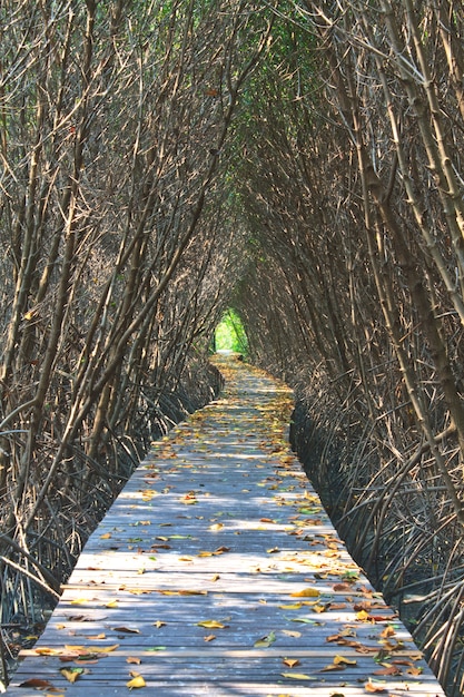 Puente de madera en el bosque de manglar