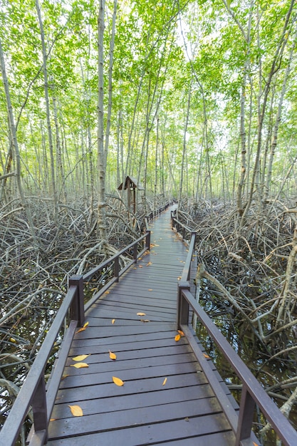 Puente de madera en el bosque de manglar