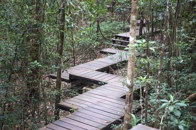 Puente de madera en el bosque tropical