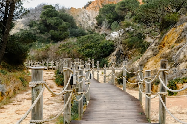 Puente de madera en bosque