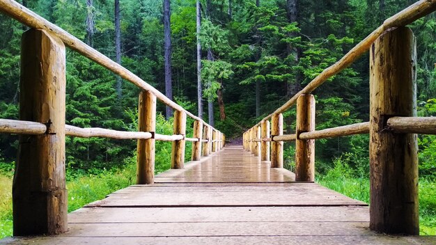 puente de madera en el bosque