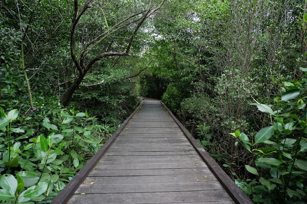 puente de madera para caminar en medio del bosque de manglares turismo al aire libre