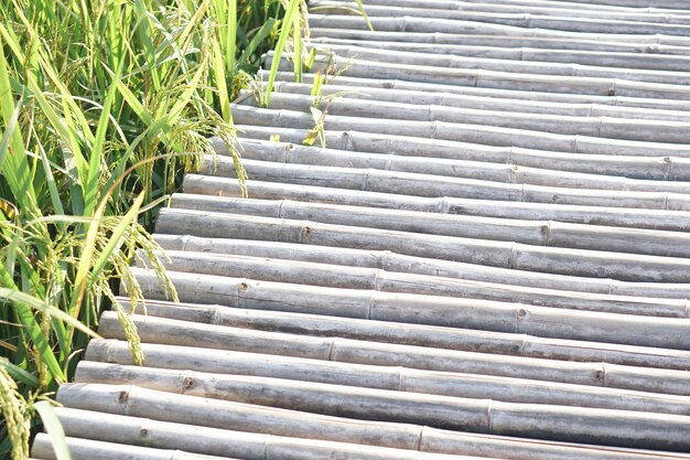 Puente de madera en un campo de arroz