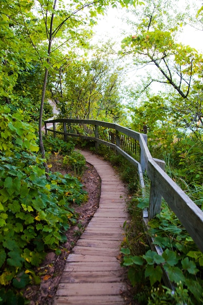 Puente de madera curvado en un bosque verde conduce más profundo