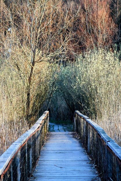 un puente de madera con una línea azul que dice caminar sobre él