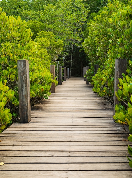 Puente de madera en los manglares en Tung Prong Thong o Golden Mangrove Field, Rayong, Tailandia