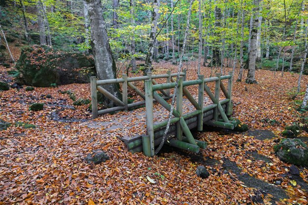 Puente de madera en el Parque Nacional Yedigoller Bolu Turquía